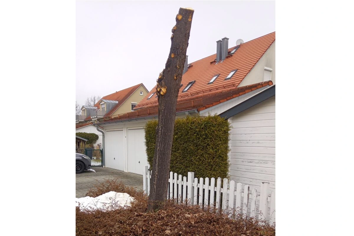 Die widerrechtlich gekappte Linde in der Thomas-Mann-Straße (Bild: Stadt Unterschleißheim)